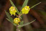 Savannah milkweed